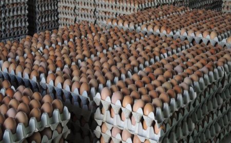 Uova: fipronil e aviaria mettono a dura prova l'industria dolciaria