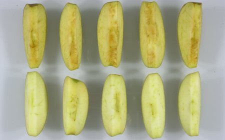 Negli Stati Uniti arriva la "mela artica"