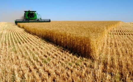 Tar del Lazio boccia il ricorso: sì all'origine del grano in etichetta