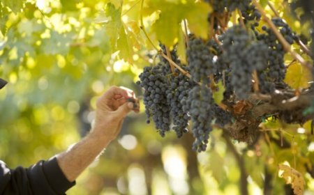 Le certificazioni DOC e DOCG dei vini costano troppo alle aziende