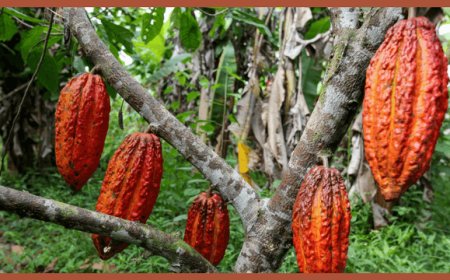 Mars finanzia una ricerca scientifica per salvare il cacao