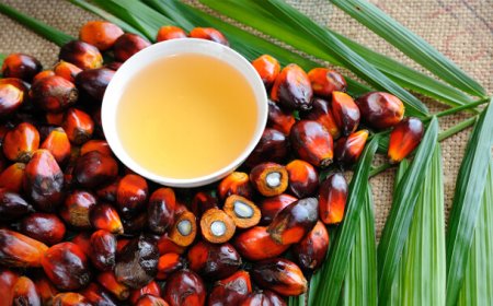 Olio di palma. Nessun rischio per la salute ma molti per l'ambiente