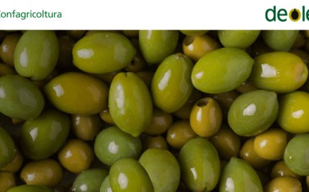 Olio evo Made in Italy: come crescono mercato e produzione