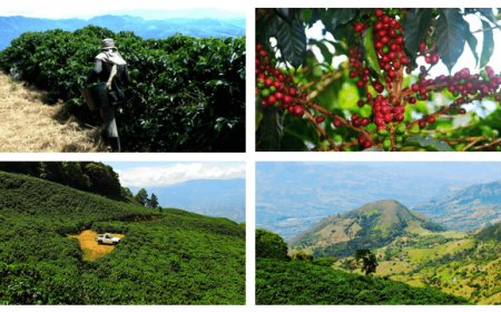 San Cayetano, dalla Colombia un caffè intenso dal gusto bilanciato