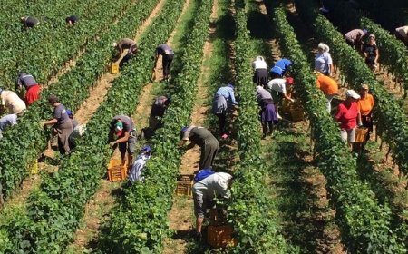 Nuovi Voucher per lavoratori occasionali di agricoltura e turismo