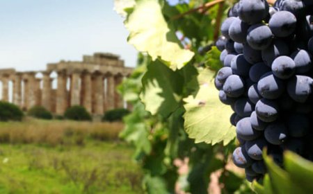 Nero d'Avola imbottigliato in Australia: l'ICQRF richiede ritiro dal mercato inglese