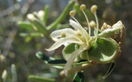 Dalla famiglia del cappero una pianta funge da gastroprotettore