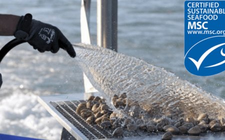 Pesca sostenibile: la prima certificazione ai pescatori di vongole di Venezia e Chioggia