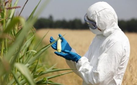 Nuovi OGM: le direttive della Corte UE