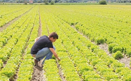Agricoltura in Emilia-Romagna: imprese under 35 e un bonus per ripartire