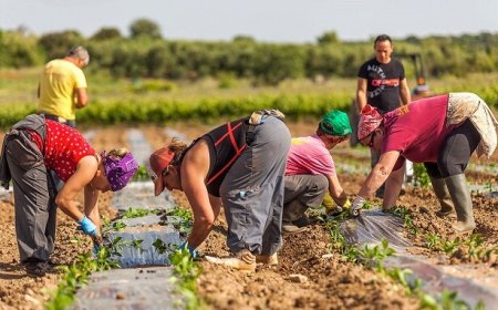 Agroalimentare e occupazione: il settore dà lavoro a 1,4 milioni di persone in Italia