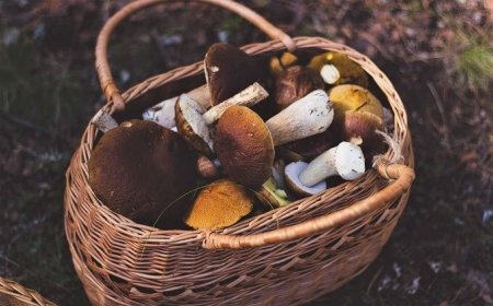 Funghi: ottima raccolta grazie a un'estate pazza fra caldo e pioggia