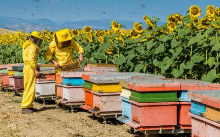 Il caldo fa crollare la produzione di miele