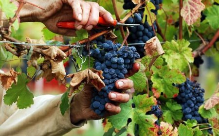Allagamenti nel Veneto: preoccupazione per la vendemmia