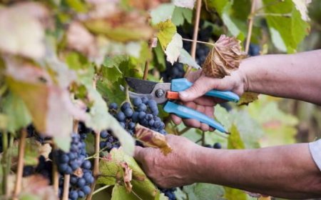 Vendemmia 2018: Italia si conferma primo produttore al mondo
