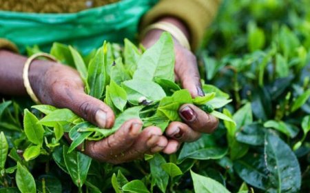 Nestlé studia il primo fertilizzante a base di scarti di tè