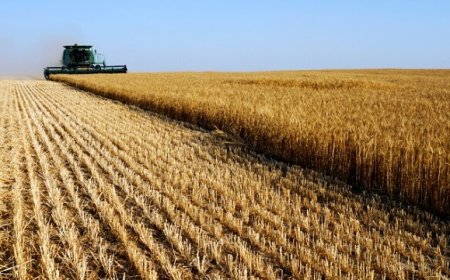 L’anidride carbonica impoverisce le proprietà nutritive degli alimenti