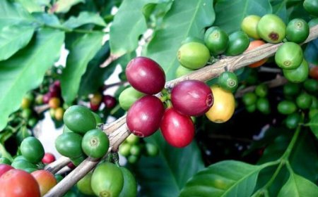 Presentata la prima sequenza del genoma di Coffea arabica completamente disponibile in Open-Access