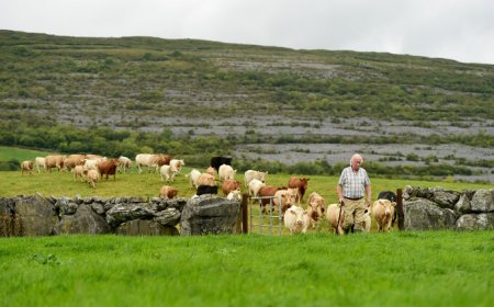 Perché scegliere il manzo irlandese: Bord Bia svela il segreto dei suoi allevatori