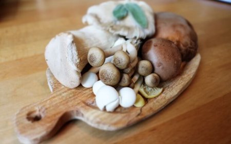 Autunno record per la raccolta di funghi