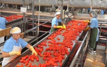 Pomodoro da industria in flessione con -15% la campagna 2018