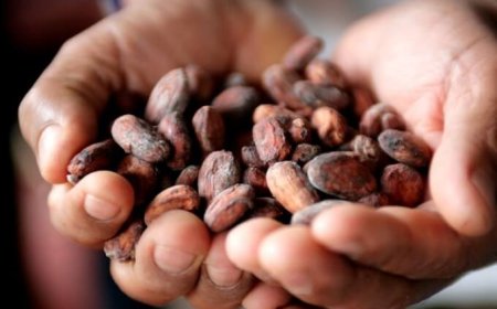Cacao fonte di vitamina D: ma attenzione a non consumarne troppo