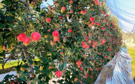 Mela Ambrosia: produzione in crescita pronta per i mercati strategici