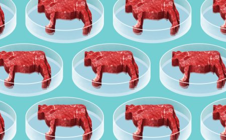 Federalimentare: no a carne sintetica in Italia. Stop da produttori e scienziati