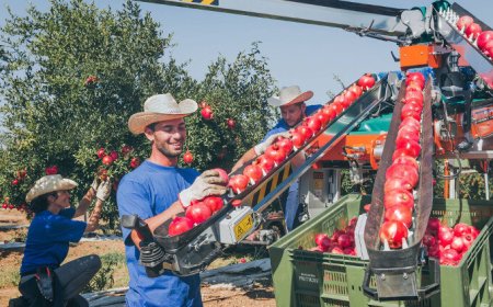 Punta sull'innovazione il nuovo stabilimento Masseria Fruttirossi