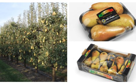 Ottima annata per le Pere Abate Solarelli