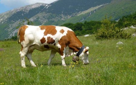 Nuovo caso di mucca pazza in un allevamento scozzese