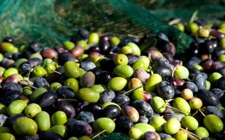 Olio Garda DOP: deroga temporanea per un'annata record