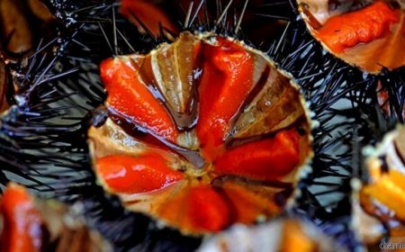 "Nessun riccio sul piatto": la campagna contro la pesca del riccio di mare