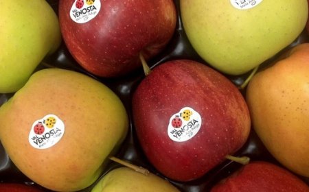 Mela Val Venosta: raccolta in linea con le attese