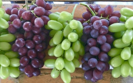 Etichette del vino: in Europa torna l'indicazione di origine delle uve