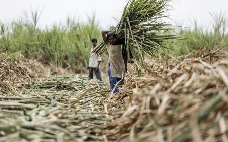 Rallenta la produzione mondiale di zucchero