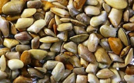 Asl impone obbligo di depurazione alle telline del litorale pisano