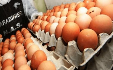 Otto milioni di uova scadute sequestrate nel ravennate