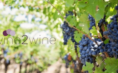 A Wine2Wine Unione Italiana Vini per la crescita dell'impresa vitivinicola