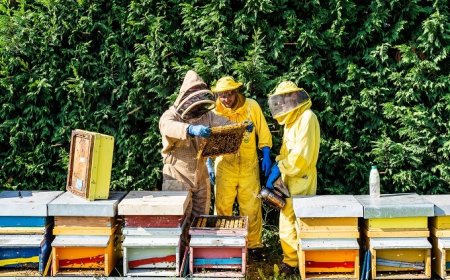 La Regione Marche vara un programma per agevolare produzione e vendita miele