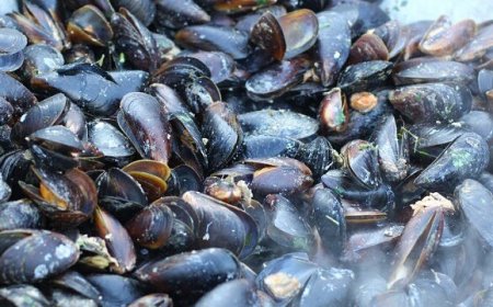 Vendevano cozze “alla diossina” a tutto il Salento: 7 arresti a Taranto