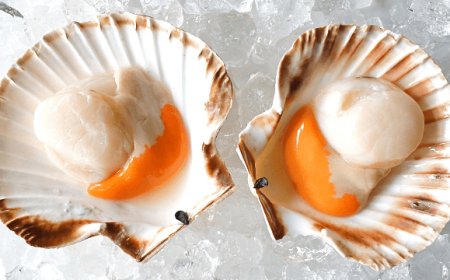 Capesante e microplastiche: serve uno standard per monitorare i prodotti