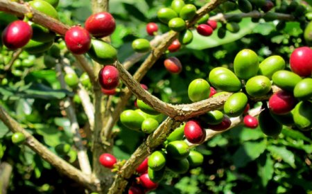 La pianta del caffè: presentazione e caratteristiche