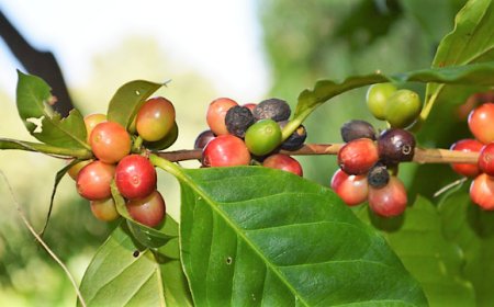 Robusta: un pieno di energia dal campo alla tazza