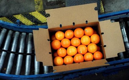 Parte da Catania il primo carico di arance Oranfrizer diretto in Cina