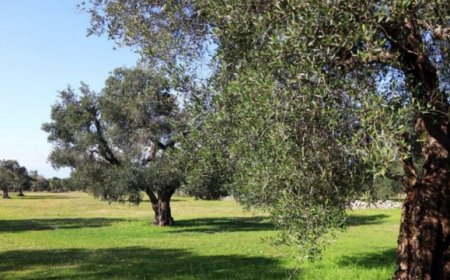 L'Europa destina all'Italia fondi per Xylella e malattie animali. Per Coldiretti non basta