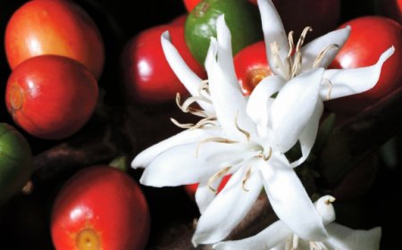 Coffea Arabica: il cuore del chicco di caffè