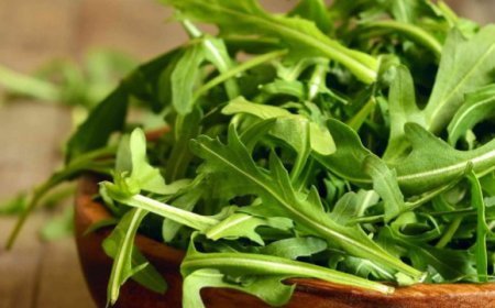 La rucola della Piana di Sele in fase di decollo dopo il conferimento IGP