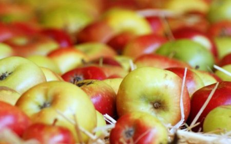 La Mela Rosa dei monti Sibillini va all'Università