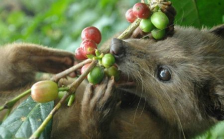 Kopi Luwak: il caffè "prodotto" con l'aiuto dello zibetto